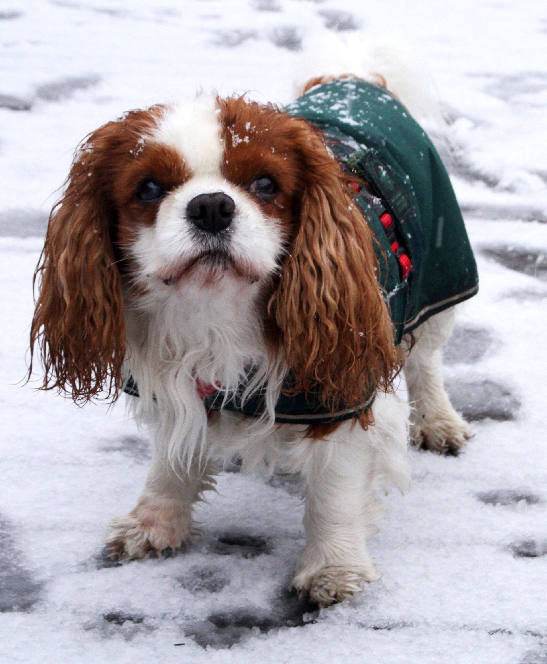 A dog plays in the snow in Thames Barrier Park, London