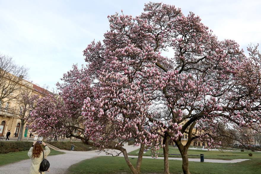 Zagreb: Pripremite mobitele, procvale magnolije na Tomislavcu
