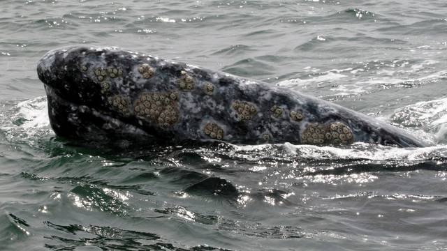FILE PHOTO: A grey whale surfaces during a whale tour in the Laguna Ojo De Liebre