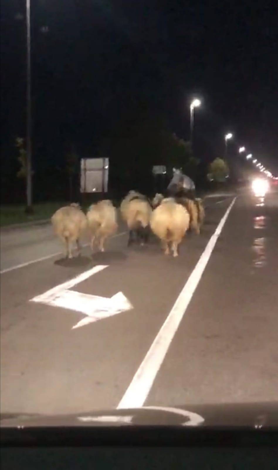 Konj glumio pastira u Županji: Izveo je stado ovaca na cestu i radio kaos, policija ih zaustavila