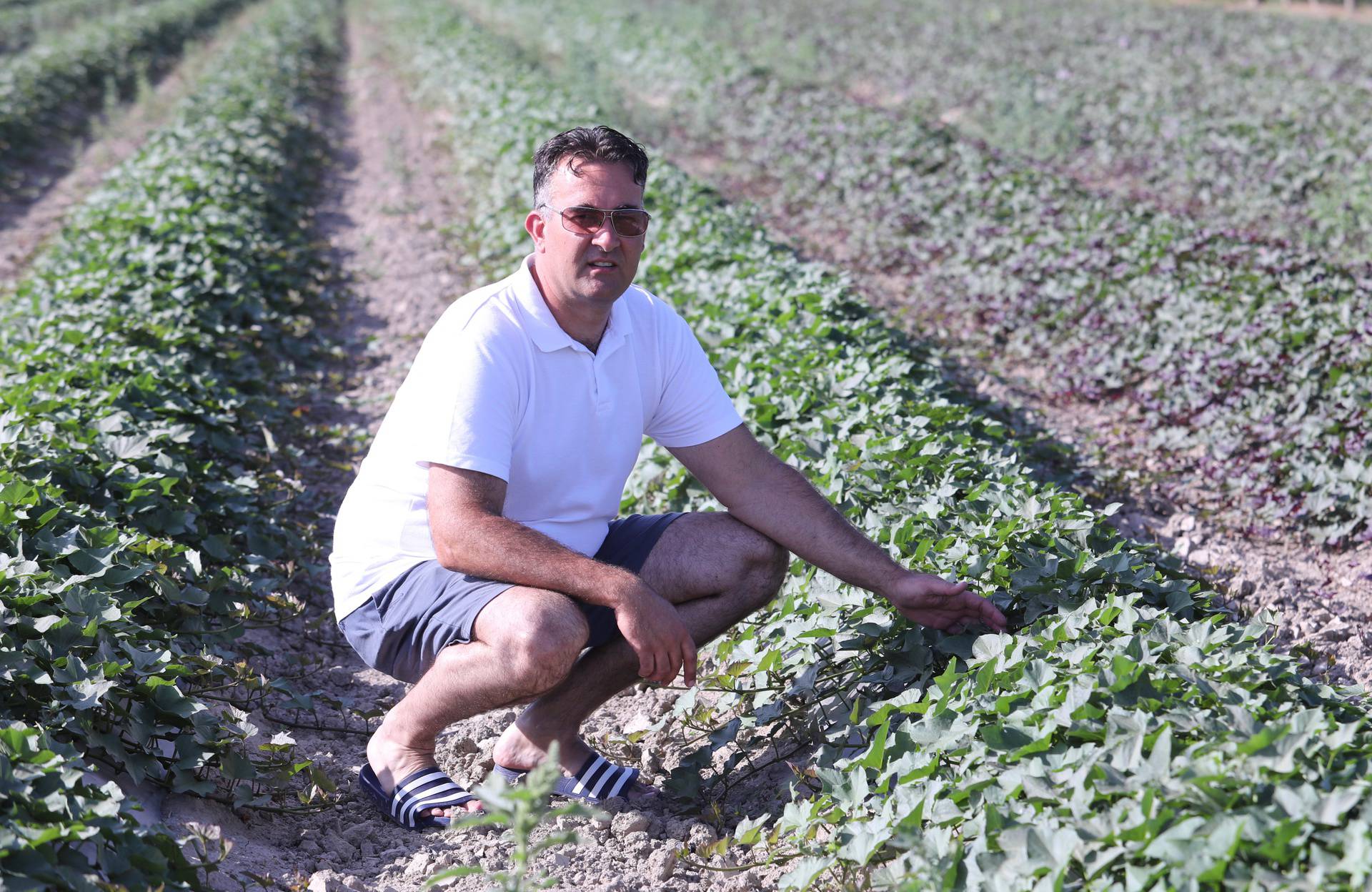 Vrijeme Za Promjenu Posadili Su Prve Batate U Dolini Neretve 24sata