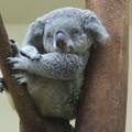 VIDEO Utočište koala ugroženo je zbog povećane sječe drveća