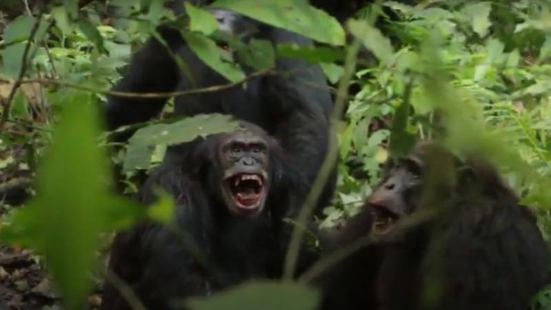 VIDEO Građanski rat čimpanzi zabilježen drugi put u povijesti: Ubijaju mlade, trgaju im testise