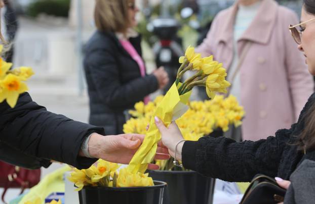 Split: Dan narcisa na rivi.