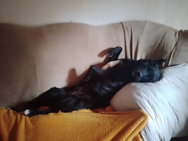 SUPER FOTKE vaših ljubimaca! Neki bi mogli biti viralni hit, ali svi su jednostavno neodoljivi