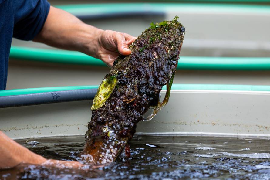 'Periske su potpuno izumrle, ali se nadamo da ćemo ih vratiti'