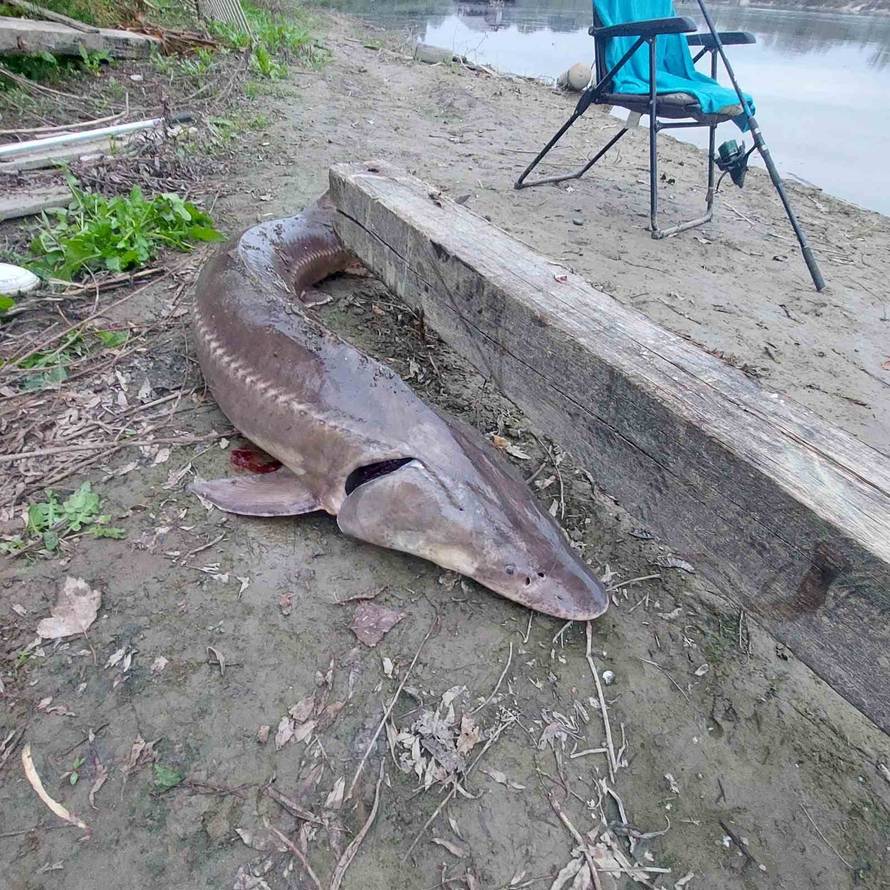 Ribič na Dravi upecao jesetru od 35 kilograma: 'Borili smo se 40 minuta, skakala je po rijeci'