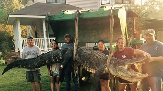 Postala je rekorderka: Uhvatila aligatora od 4,2 metra i 317 kg