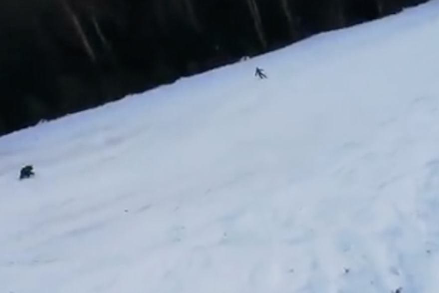 Skijaša napao medvjed