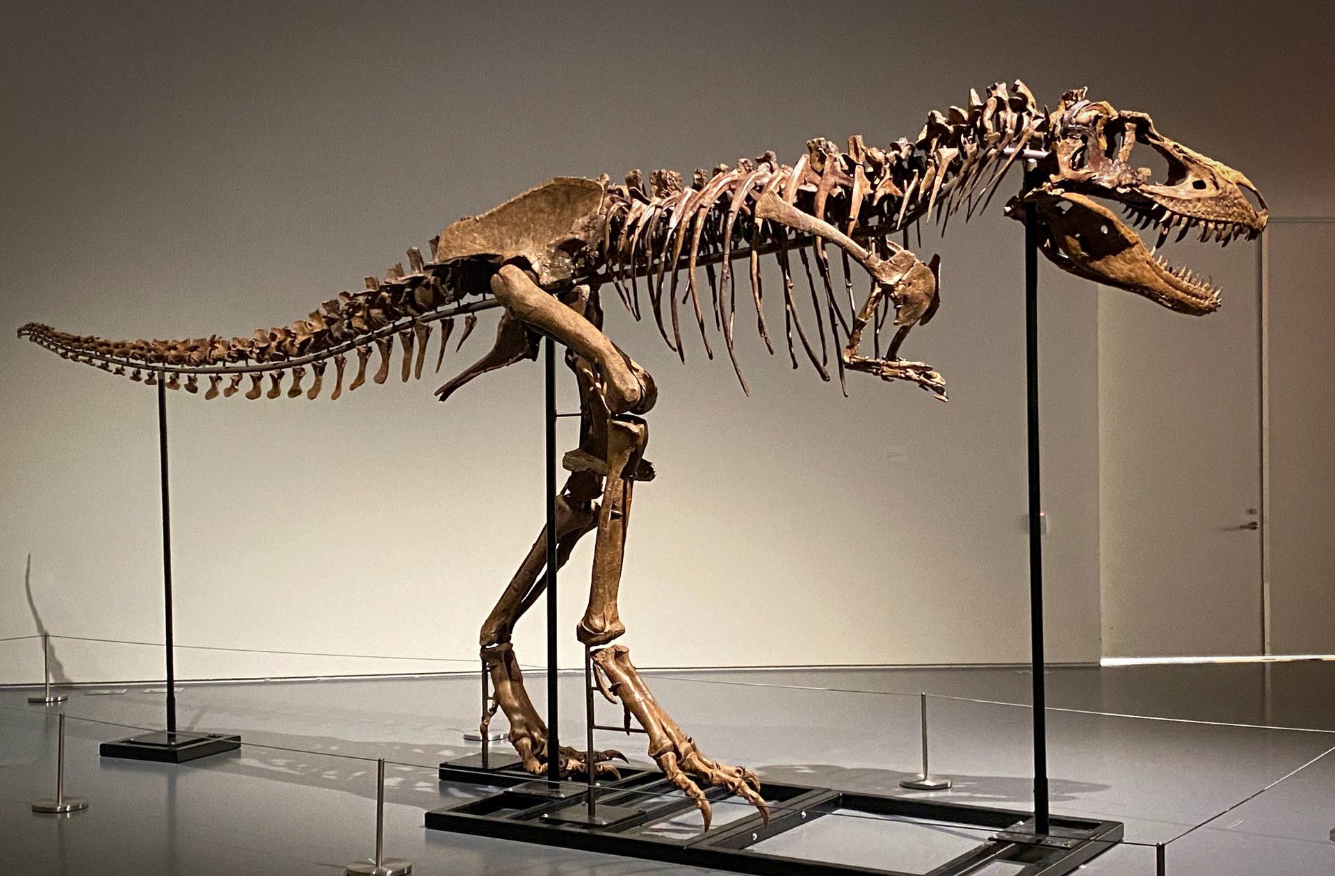 Gorgosaurus dinosaur skeleton to be auctioned by Sotheby's in New York