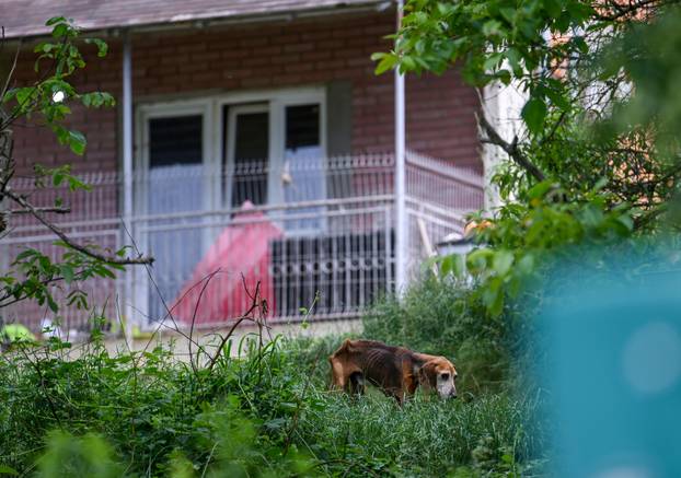 24sata Vanici: Zbog zanemarivanja uginulo više pasa