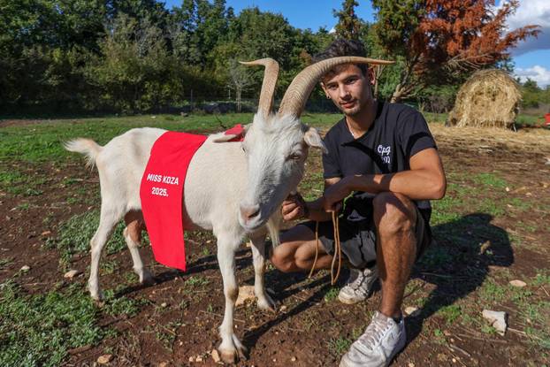 Vodnjan: Za Naj kozu 2025. godine izabrana je koza Jelena, vlasnika Mattea Muškovića 
