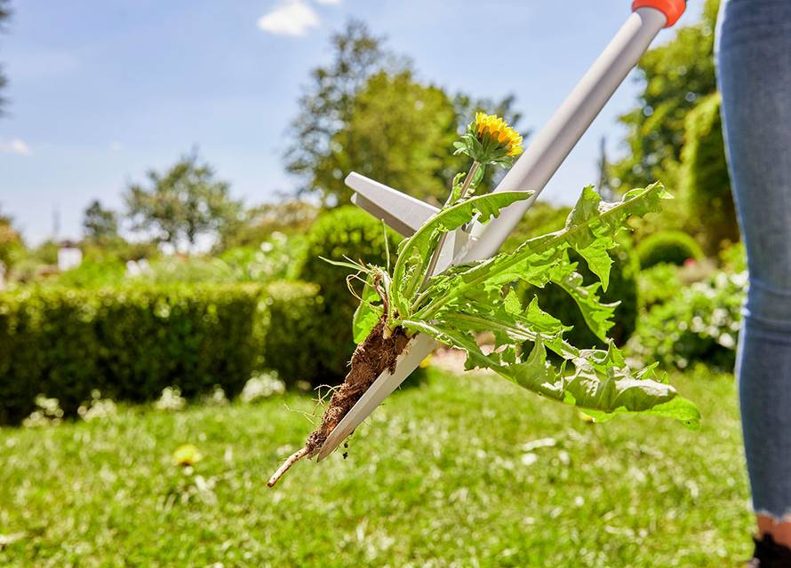 Učinkovito protiv korova: Uklanjanje korova bez kemikalija