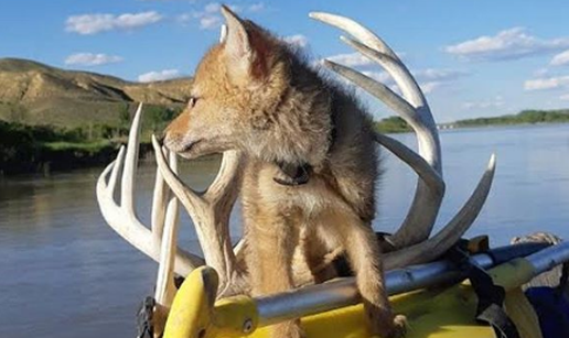 Spasio štene kojota iz vode i s njim na raftingu proveo 10 dana