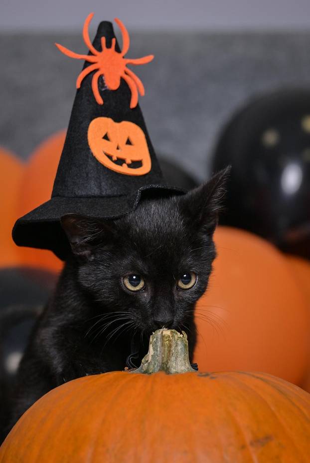 Sklonište u Dumovcu poziva na posebno jesensko udomljavanje pasa i mačaka