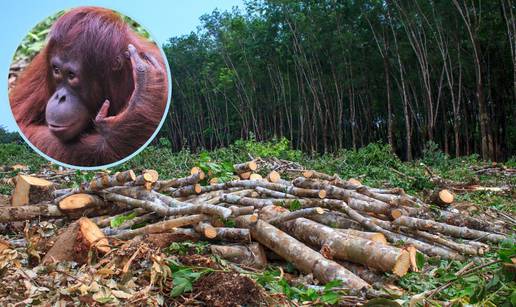 U 40 godina nestalo više od 50 posto populacije orangutana