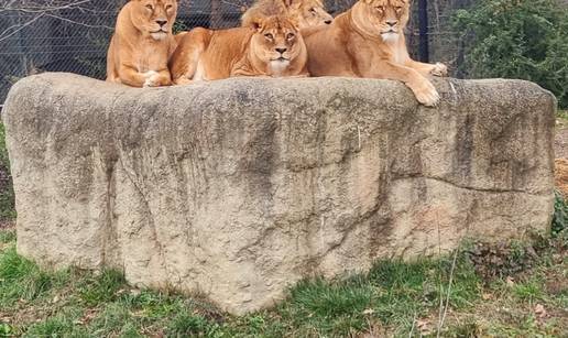 Zagrebački lavovi ponovno riču zoološkim, preboljeli su koronu