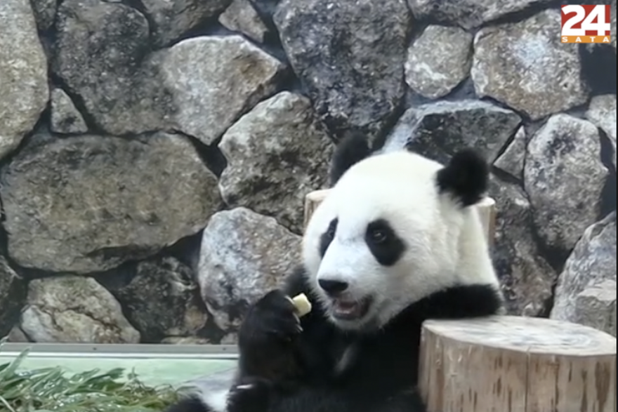 Divovska panda Fuhin proslavila 1. rođendan