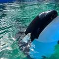 Tužna vijest iz Miamija: Lolita, najstarija orka u zatočeništvu preminula u 56 godini života