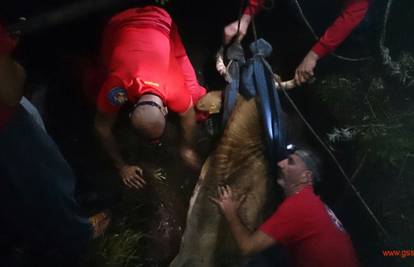Krava pala u dva metra dubok procjep u tlu, spasio je HGSS