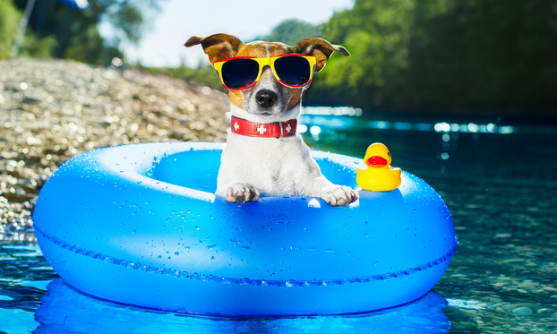 Evo koji pas je idealan za vas prema vašem znaku Zodijaka