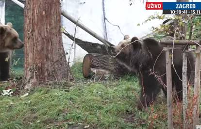 VIDEO: Ovo su novi stanovnici Zagrebačkog Zoo-a: Kveta se već okupala, Albert se još srami