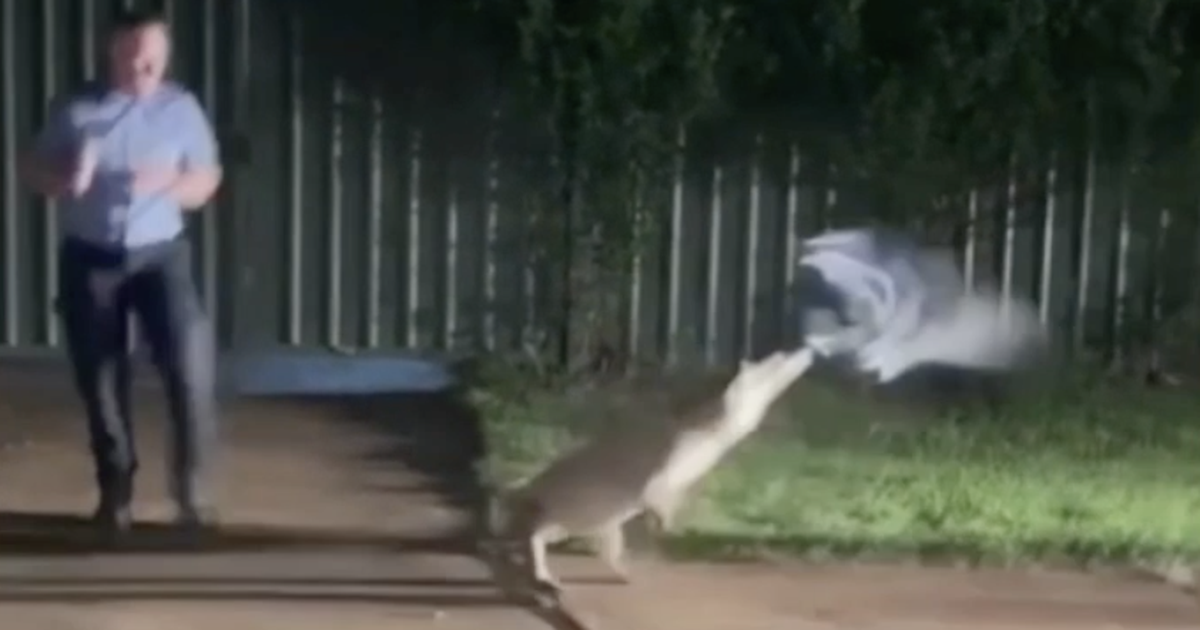 Australska policija pokušala ukrotiti krokodila ručnikom