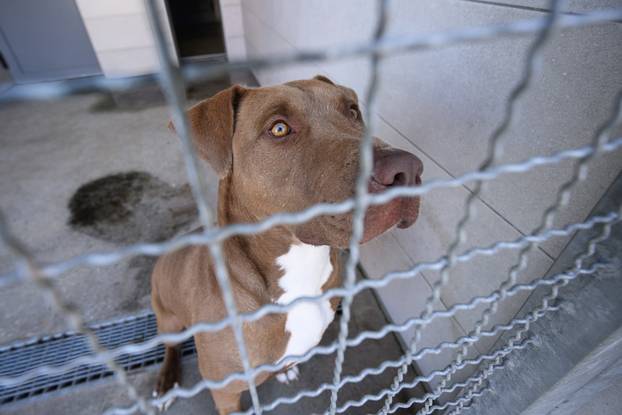 U skloništu Dumovec održan je prvi Dumovečki buvljak na kojem su građani mogli posjetiti sklonište te upoznati pse i mačke