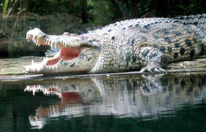 Skočio krokodilu na leđa i spasio ženu (36) iz ralja