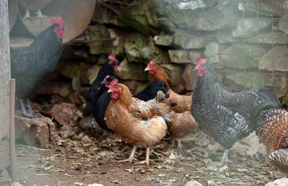 Ptičja gripa ponovo u Češkoj: Otkrili je na maloj farmi peradi