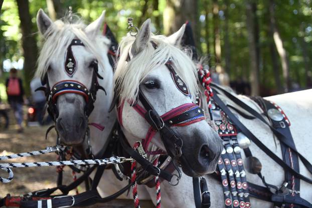 Marija Bistrica: 23. vozočašće konjskih zaprega i jahača
