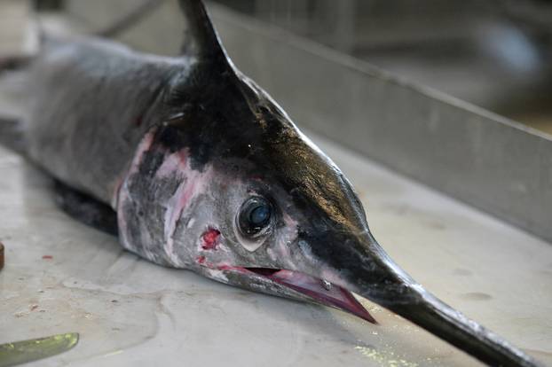 Šibenik: Sabljarka od 25 kg plijenila pozornost na ribarnici