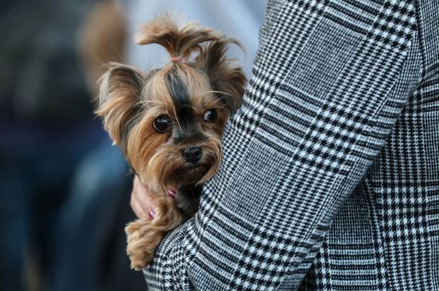 Zagreb: Blagoslov kućnih ljubimaca povodom svetkovine sv. Franje