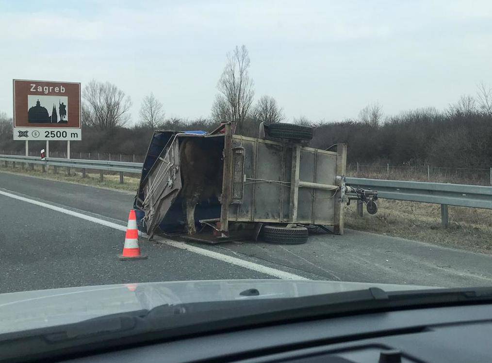 Muuuu, spasite me odavde: Uz vozača u nesreći stradala krava