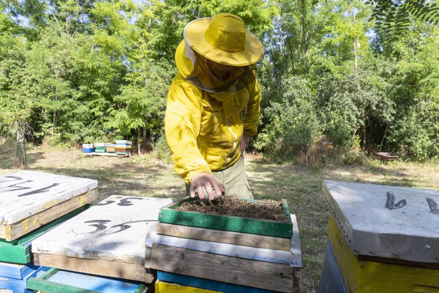 Vukovar: Pomor pčela na OPG Dumendžić