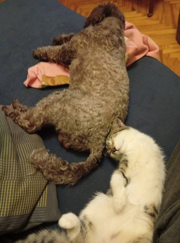 SUPER FOTKE vaših ljubimaca! Neki bi mogli biti viralni hit, ali svi su jednostavno neodoljivi