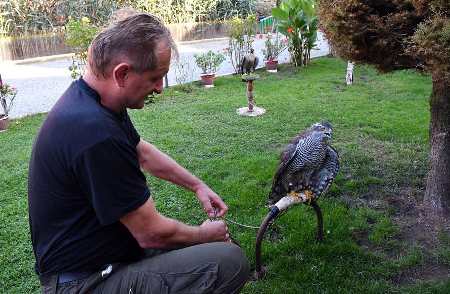 Sokolar Stjepan Alaber iz Zagrađa pokraj Pleternice