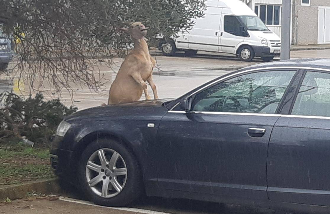 Koza skočila na haubu Audija: 'Stari, koji motor imaš unutra'