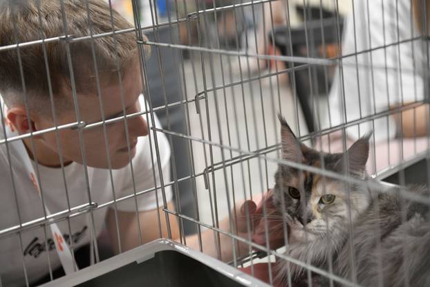 Zagreb: Međunarodna izlozba mačaka privukla brojne posjetitelje u Family Mall