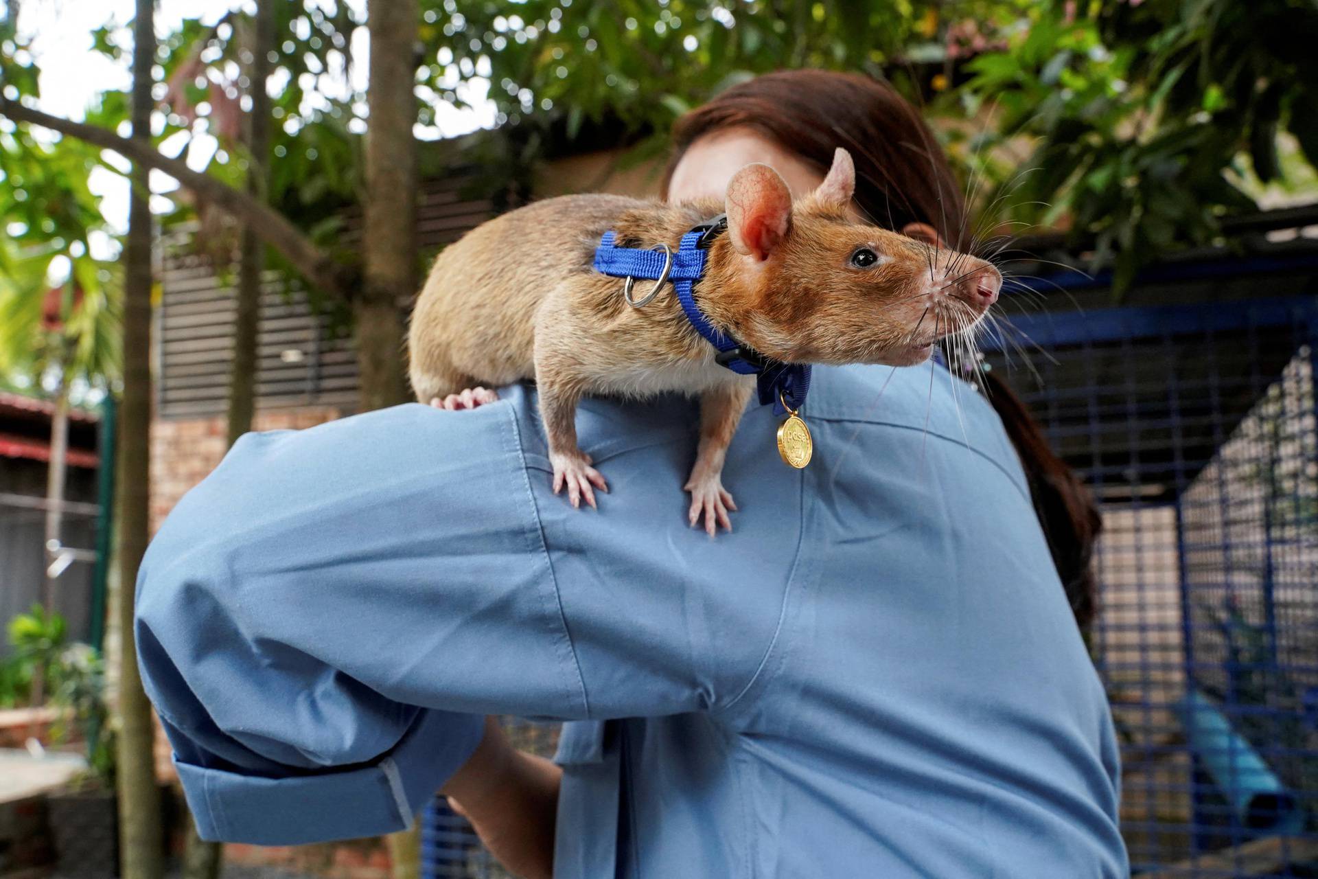 FILE PHOTO: Magawa, the recently retired mine detection rat, sits on the shoulder of its former handler So Malen at the APOPO Visitor Center in Siem Reap, Cambodia