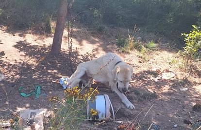 FOTO 'Prijavili smo muškarca za mučenje pasa, policija nije reagirala, onda ih je sve pobio!'