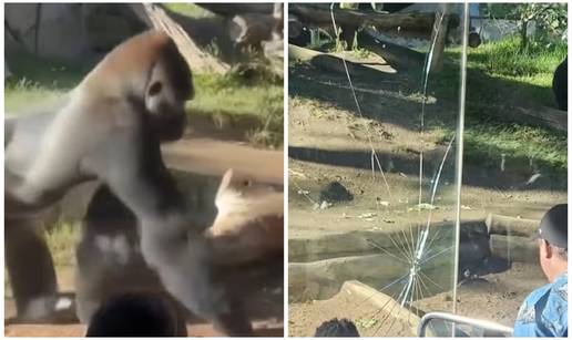 VIDEO Drama u ZOO vrtu: Gorila od 180 kila probila zaštitno staklo! Posjetitelji su bježali