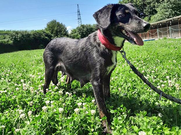 FOTO Ove predivne njuške traže dom: Pružite im priliku za sreću!