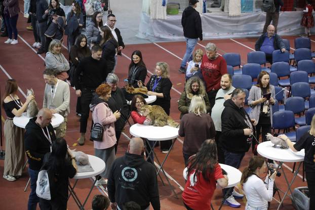 Rijeka: Međunarodna izložba mačaka