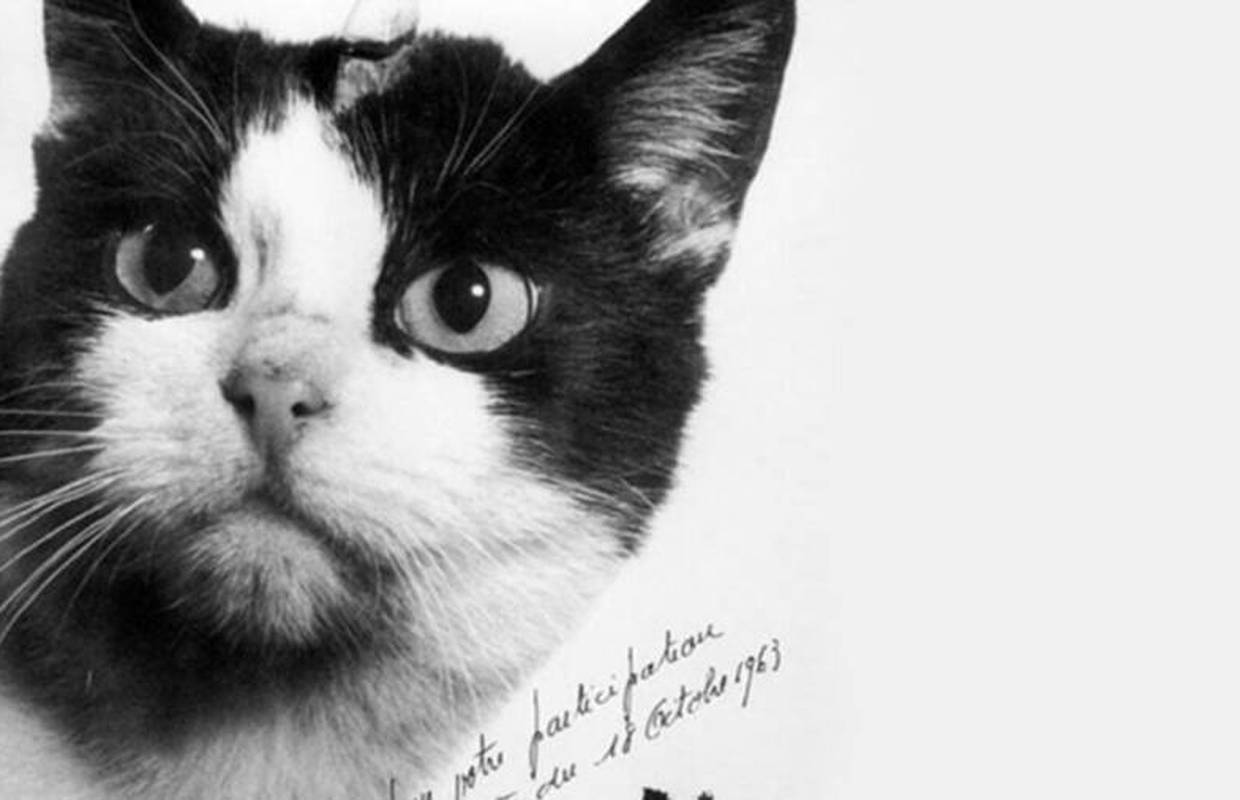 Félicette, prva mačka u svemiru, sada je od mnogih zaboravljena