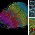 Google i Harvard napravili najdetaljniju mapu ljudskog mozga i svatko je može vidjeti