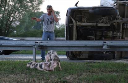 Svinje iz prevrnutog kamiona ispale na prometnu autocestu