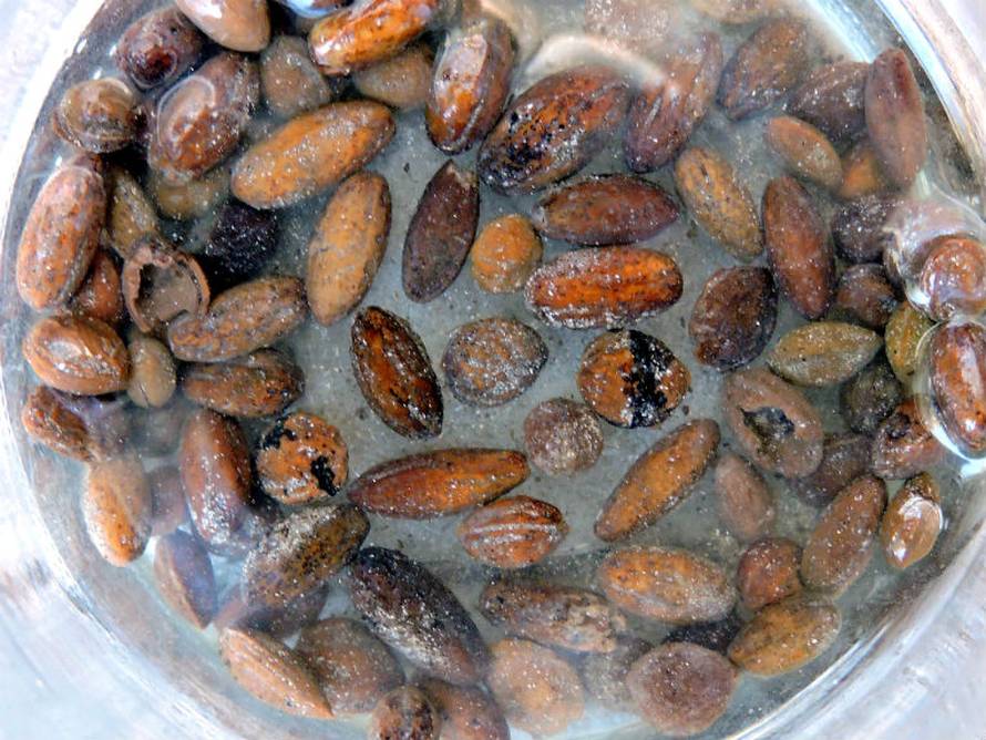 Zadarski arheolozi našli 3500 godina stare koštice maslina