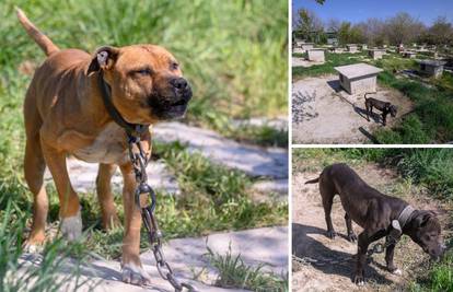 Diler imao uzgajalište pasa u Smokoviću: Nisu bili cijepljeni, na nekima je bilo i ožiljaka