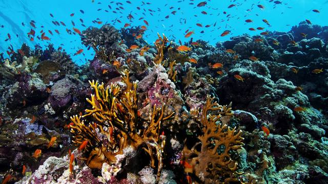 FILE PHOTO: Fish swim above a coral reef in the Red Sea near the city of Jeddah, Saudi Arabia